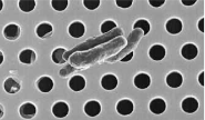 <p>Filtration is the <strong>passage </strong>of a <strong>liquid </strong>or <strong>gas </strong>through a <strong>material </strong>with <strong>pores </strong>small enough to <strong>retain microbes</strong></p>