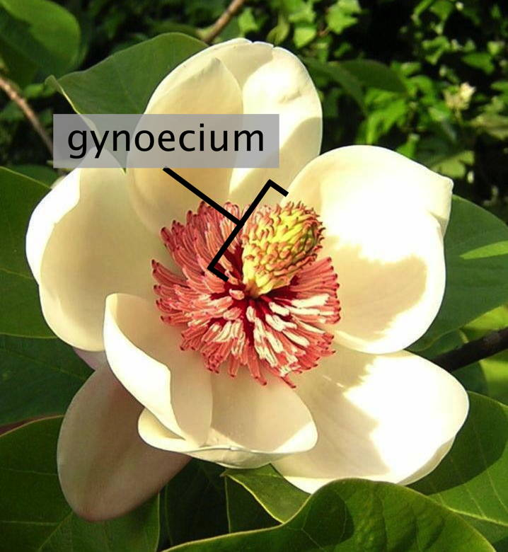 <ul><li><p>innermost female reproductive whorl of a flowering plant</p></li></ul><p></p>