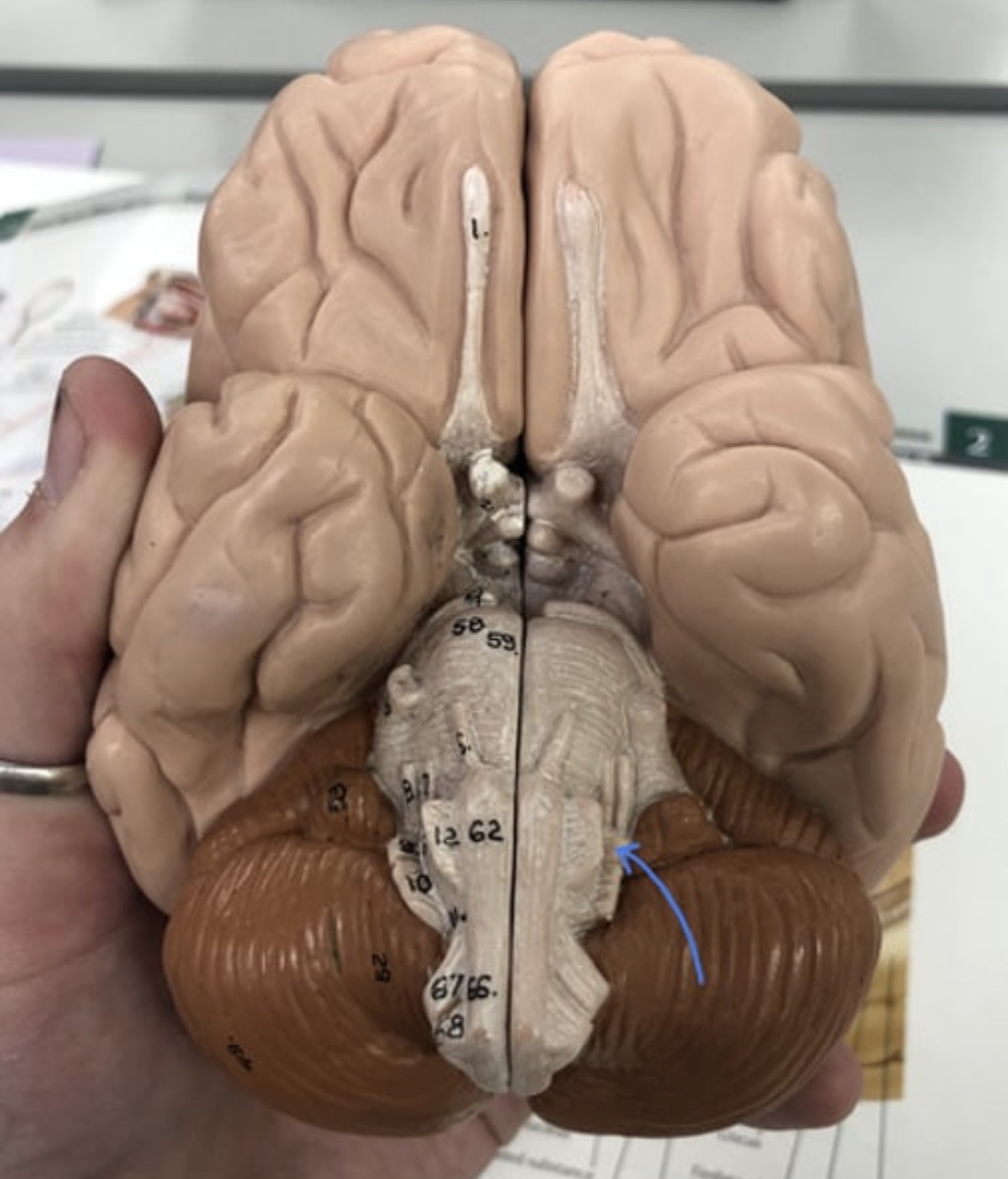 knowt flashcard image