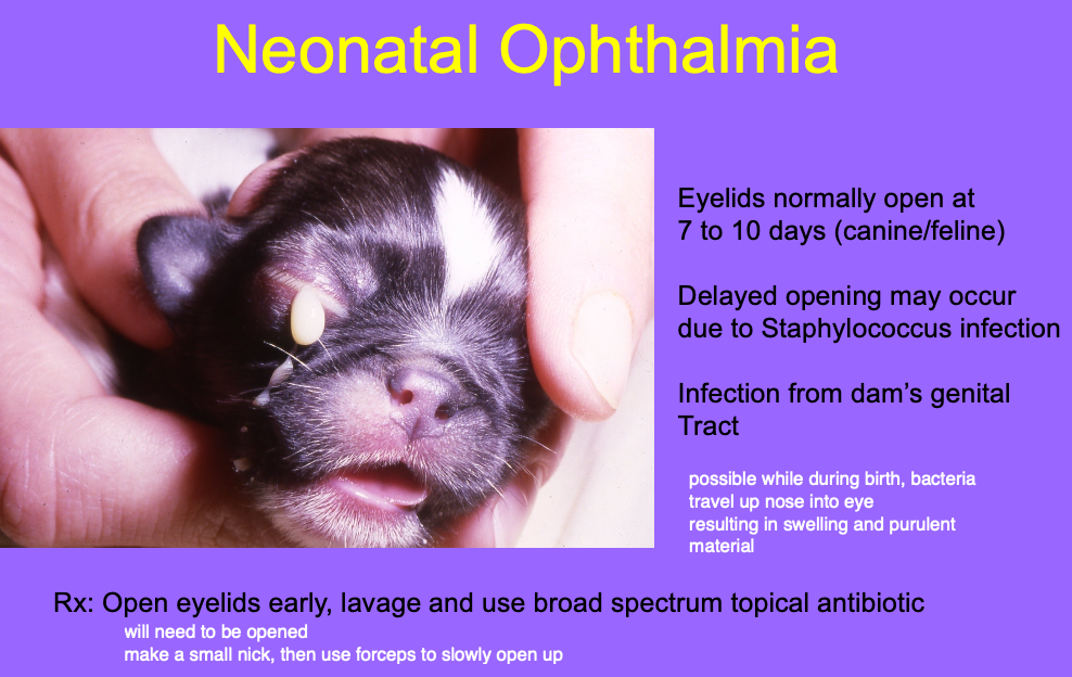 <p>normal: 7-10d (feline, canine).</p><p>Delayed opening may occur due to Staphylococcus infections - usually from dams genital tract.</p>