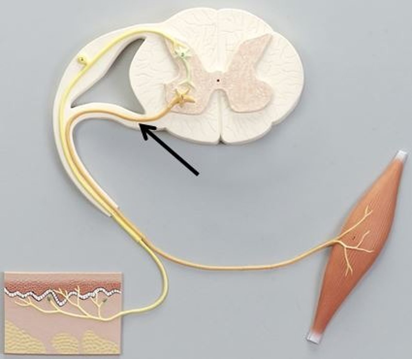 <p>Identify this structure of a reflex arc (be specific).</p>