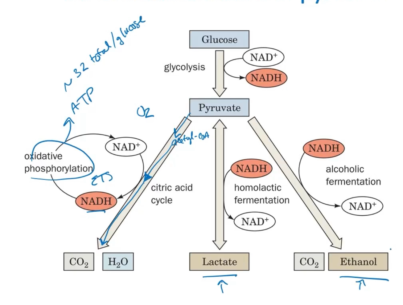 <p>1) Puruvate→ acetyle-CoA →CO2 + H2O (via citric acid cycle)</p><p>2) Lactate (via homolactic fermentation)</p><p>3)CO2 + ETOH (via alcoholic fermentation )</p><p></p><p>Throughout all of these fates, we also see the recreation of NAD+ from NADH</p>
