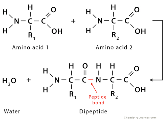 <p>two amino acids. They are usually stable because the nitrogen can sporadically (it goes back and forth) donate its pair of unshared valence electrons to the carbon in the C-N bond, forming a C=N double bond. When this happens, a pair of electrons are pushed FROM the carbonyl (C=O) ot the oxygen atom, forming a single bond with an oxygen anion (C—O<sup>-</sup>). This gives the peptide bond flexibility!<br><br>TLDR; think of resonance because that’s the big picture here!<br><br>Look at image for peptide bond </p>