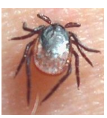 <p>who’s that pokemon ?</p>