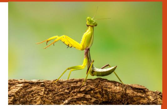 <p>name this animal</p>