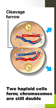 <p>chromosomes at opposite poles</p><p>do not uncoil to form chromatin</p><p>nuclear envelope occasionally reappears (in some cells)</p>