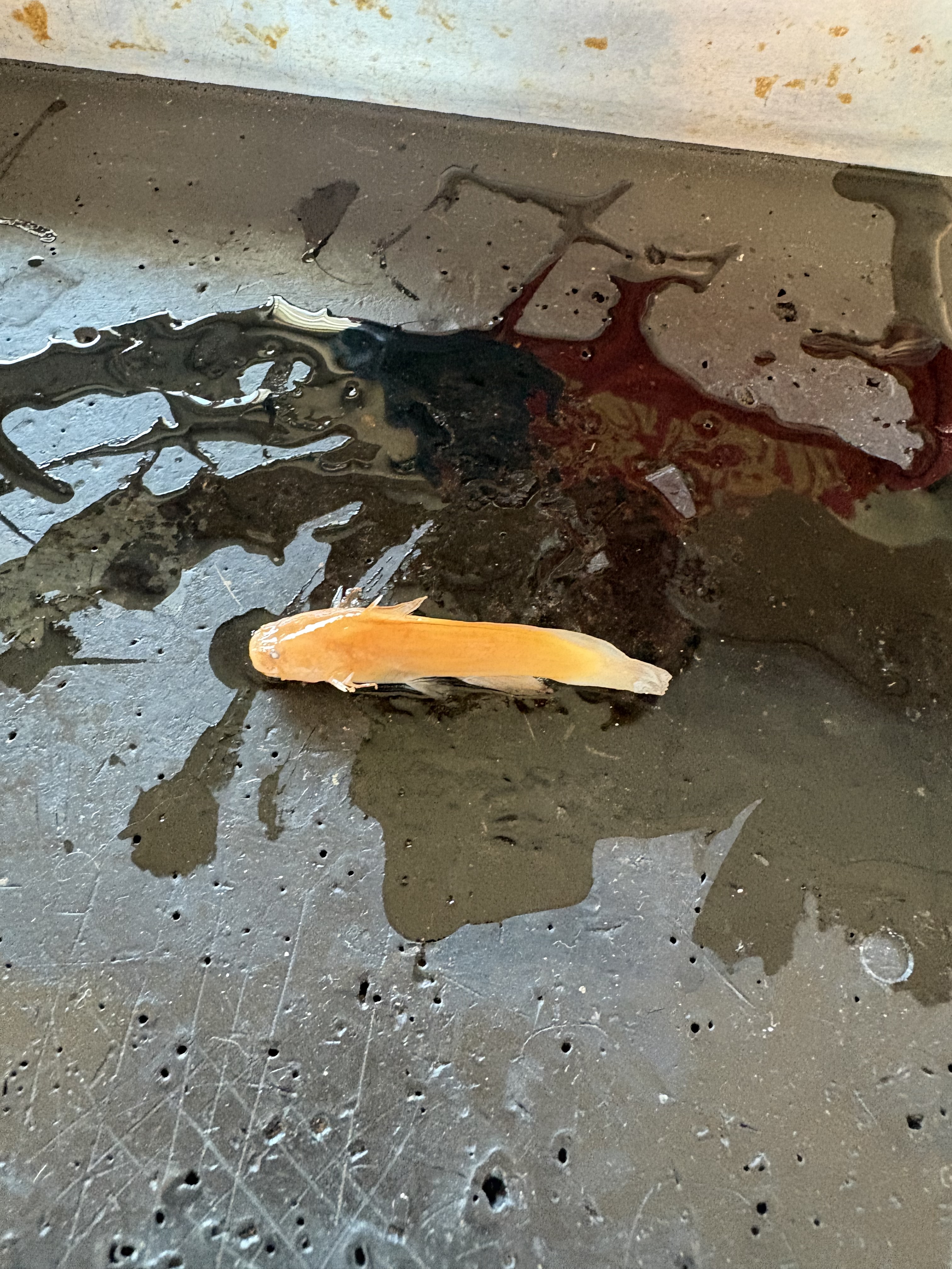 <p>What is the Class, Division, Order, Family, Name, and Scientific Name for this species?</p>