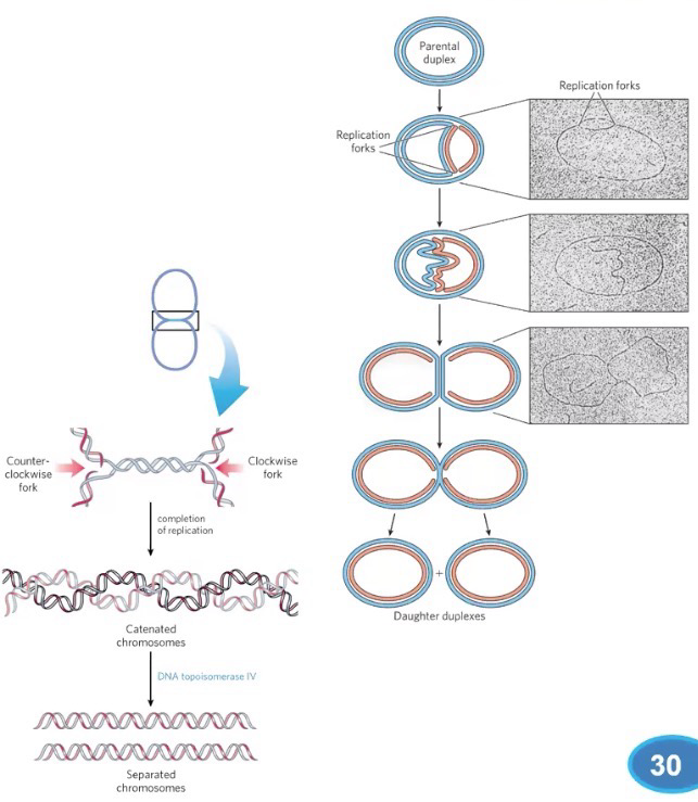 <p><strong>Bidirectional, semiconservative replication</strong> yields two identical DNA molecules</p><p>After replication, circular <strong>chromosomes</strong> are linked like links in a chain (<strong>catenated</strong> state); separation of catenated circles in <em>E. coli</em> requires<strong><em> </em>topoisomerase IV</strong></p>