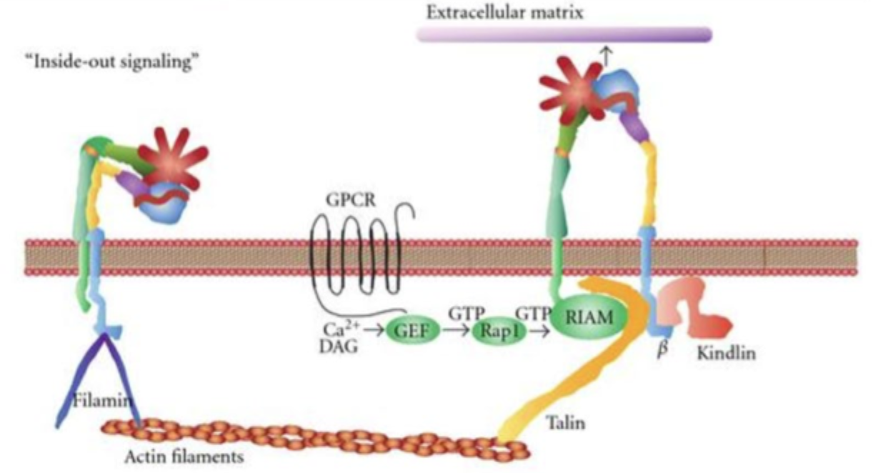 <p><strong>Talin</strong> og <strong>kindlin</strong>.</p>