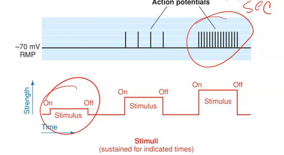 <p>By the frequency of action potentials per second. A stronger stimulus produces more action potentials per second.</p>