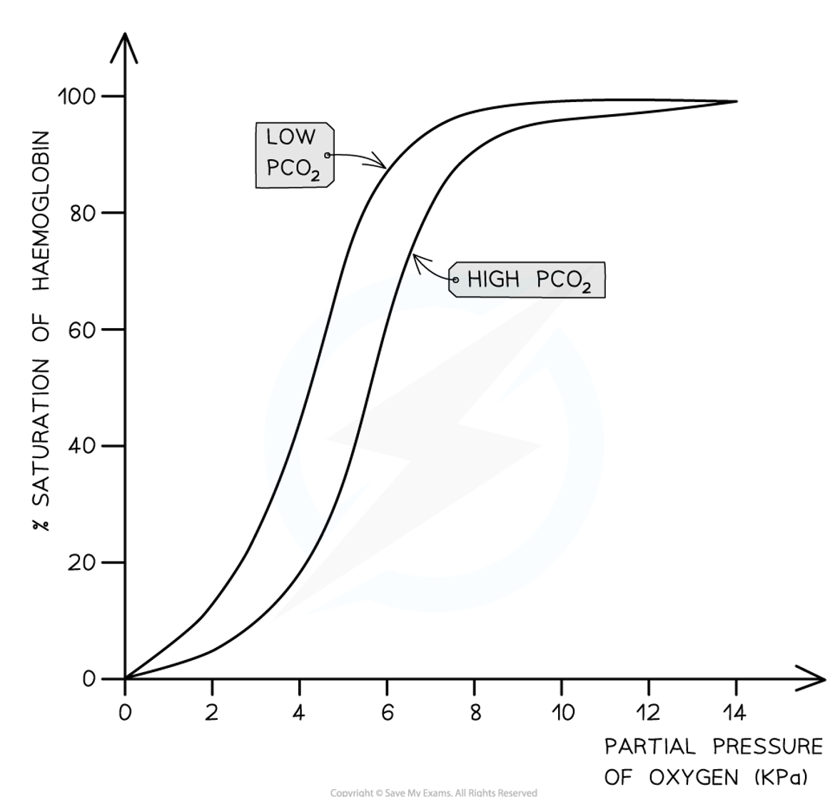 <ul><li><p>Low partial pressure of CO<sub>2</sub> in the alveoli means the curve shifts to the left → increased affinity, so loads more oxygen</p></li></ul><ul><li><p>High partial pressure of CO<sub>2</sub> at respiring tissues means the curve shifts to the right → decreased affinity, so unloads more oxygen</p></li></ul><p></p>