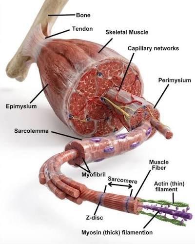 <p>Muscle fiber</p>