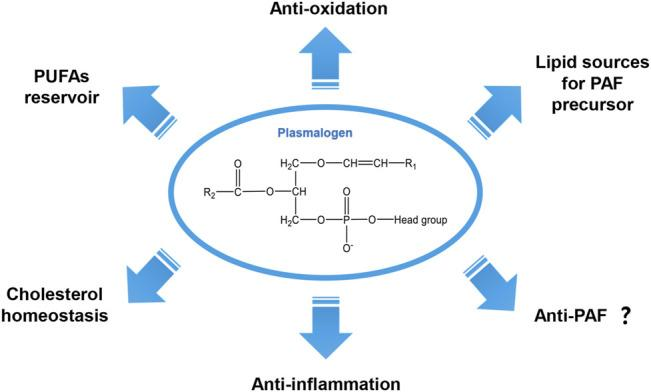 <p><span style="color: red;">A. Hiệu ứng cộng hưởng</span>  từ nguyên tử oxygen</p>