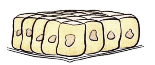<p>Equal height/square (appear square), widely distributed, found in outer covering of the ovary, glandular tissues, like thyroid and kidney</p>