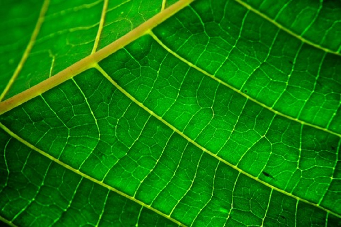 <p>A green pigment essential for absorbing light energy during photosynthesis.</p>