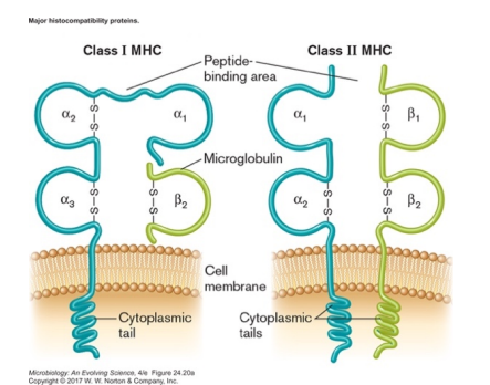 <ul><li><p>proteins that exist in plasma membrane of host cells</p></li><li><p>unique to individual, help determine "self" (HLA type) </p><ul><li><p>important in transplant rejection </p></li></ul></li><li><p>two types, both will bind and display antigens </p><ul><li><p>binding of antigen depends on shape of two variable regions</p></li><li><p>Class I and Class II</p></li></ul></li></ul><p></p>