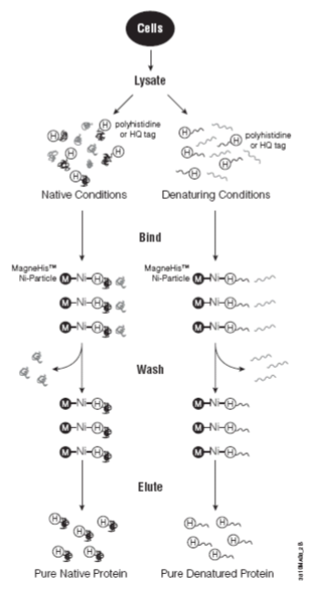 <p><span style="color: red;">Lyse the bacteria very gently</span> and collect your protein in a <span style="color: red;">buffer that allows you to keep the protein in its native</span> (non-denatured) <span style="color: red;">form </span></p>