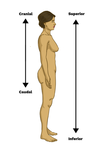 <p><strong>Superior (Cranial)</strong><span> indicates a structure that is </span><mark data-color="red" style="background-color: red; color: inherit;">closer to the head or upper part of the body</mark><span>, while </span><strong>inferior (Caudal) refers to a structure </strong><mark data-color="blue" style="background-color: blue; color: inherit;">closer to the feet or lower part of the body</mark></p>