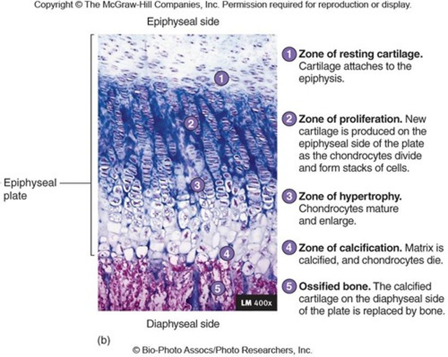 <p>resting chondrocytes proliferate, forming columns. chondrocytes increase in size in the zone of hypertrophic cartilage and begin to calcify. breakdown in zone of cartilage degeneration before osteoblasts recruited to sites of calcified cartilage to begin bone formation (zone of ossification)</p>
