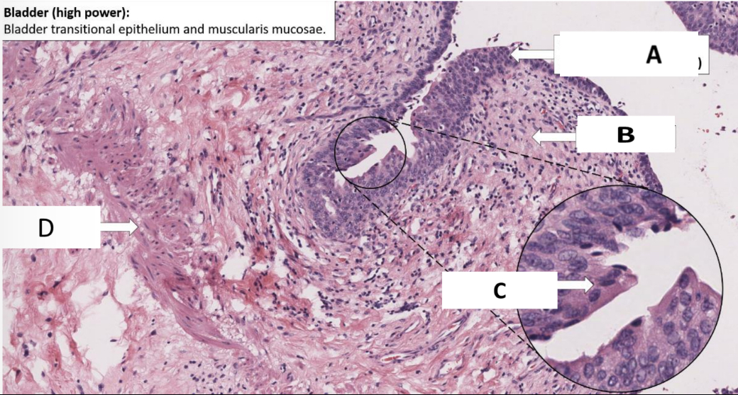 <p>Name the structure indicated by B.</p>