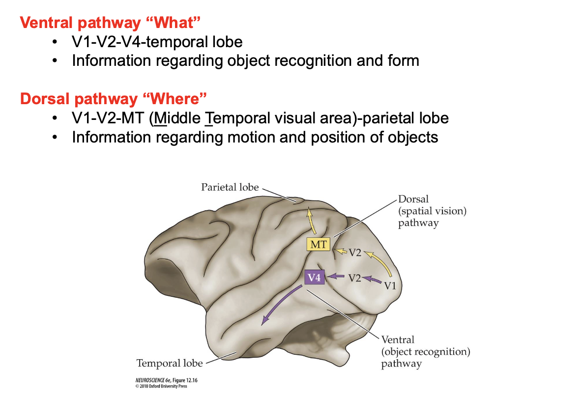 <p>What are the two visual processing streams</p>