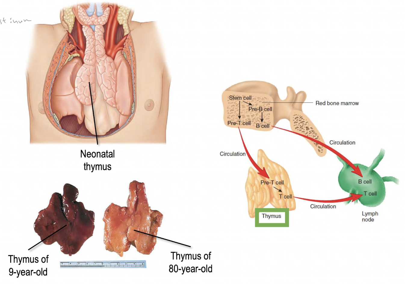 <ul><li><p>soft bilobed (divided into 2 lobes) organ in mediastinum, anterior to pericardium and posterior to sternum </p></li><li><p>t-cells = lymphocytes that mature in thymus</p></li><li><p>ageing → considerable fibrofatty degeneration of thymus </p><ul><li><p>(substituted with fat = immune function decrease)</p></li></ul></li></ul><p></p>