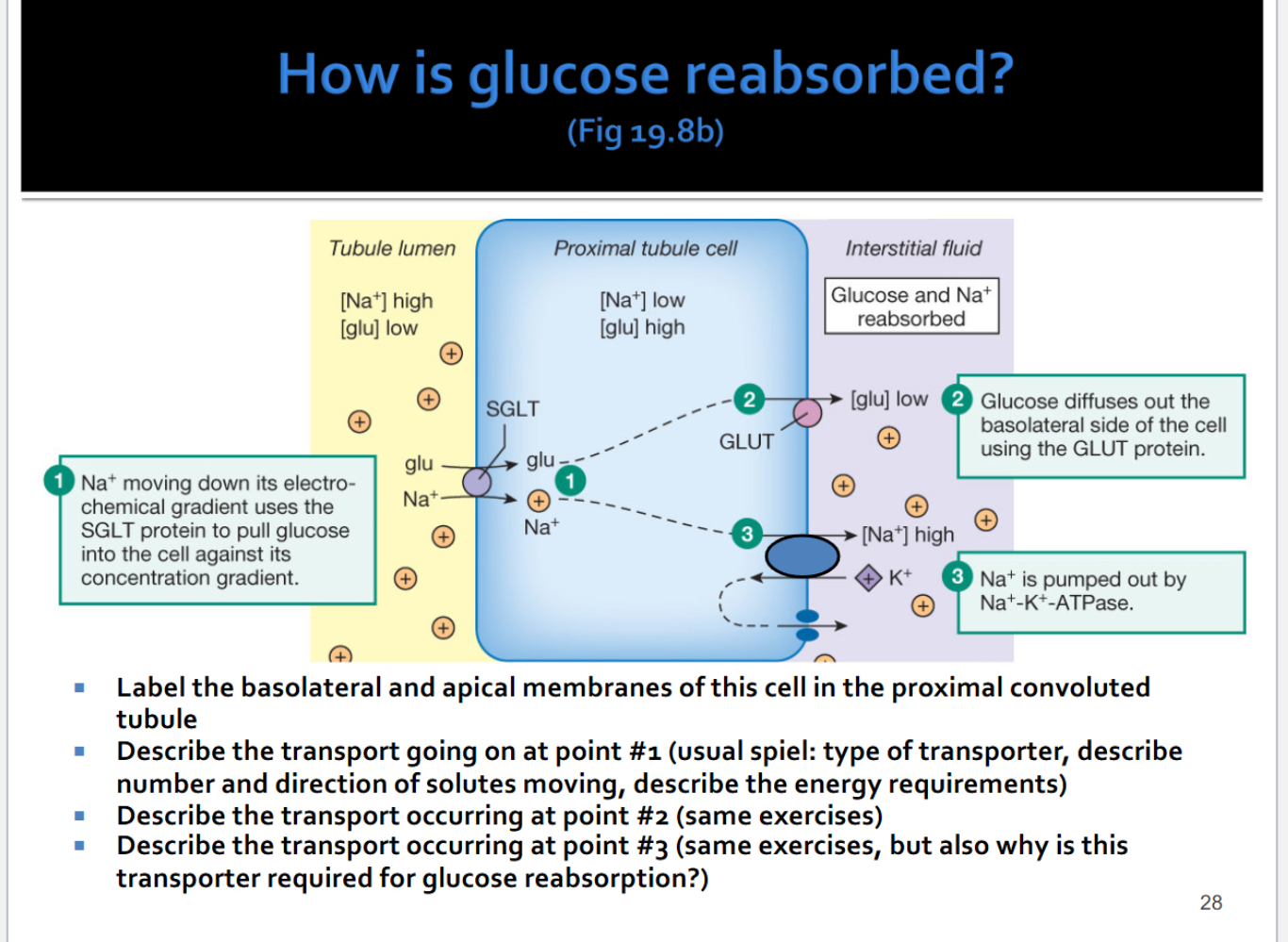 <p>How is glucose reabsorbed?</p>