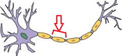 <p>region between nodes</p>