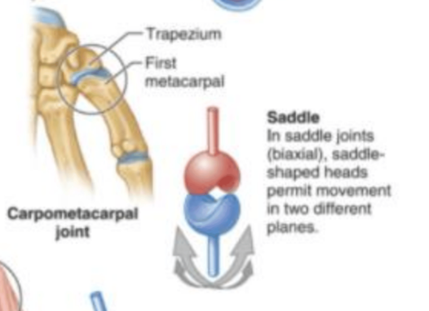 <p>(biaxial) Type of joint found at the base of each thumb; allows grasping and rotation. These joints allow for movement in 2 different planes because of the saddle shaped heads in the connecting joints.</p>