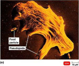 <p>a protozoan </p>