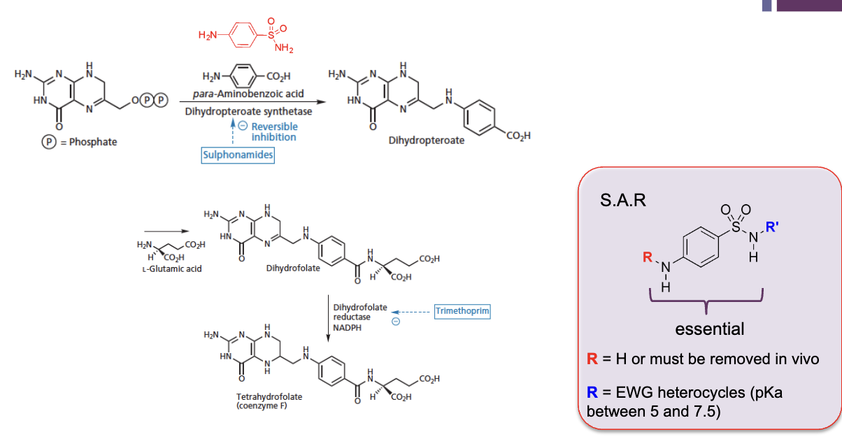 <p>bacteria synthesise their own dihydropteorate, a prescursor of tetrahydrofolate (co-factor of the enzyme that allows antibiotic to pass into bacterial cells to produce DNA bases from RNA)</p><ul><li><p>first start with species with two phosphate groups</p></li><li><p>dehydropteorate synthetase removes the phosphate groups and attaches para-aminobenzoic acid to make dihydropteorate</p></li><li><p>glutamic acid residue attached</p></li><li><p>reduction → double bond on second ring is lost to tetrahydrofolate, co enzyme F</p></li></ul><p>sulfonamide interferes with removing phosphate groups and attaches para-aminobenzoic acid to make dihydropteorate → compete against para-aminobenzoic acid as they are structurally similar → need specific groups, but can modify</p>