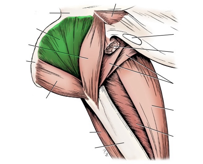<p>action- rotate pelvis laterally</p><p>origin- pubis &amp; ischium</p><p>insertion- trochanteric fossa of femur (proximal)</p><p>innervation- obturator n</p>
