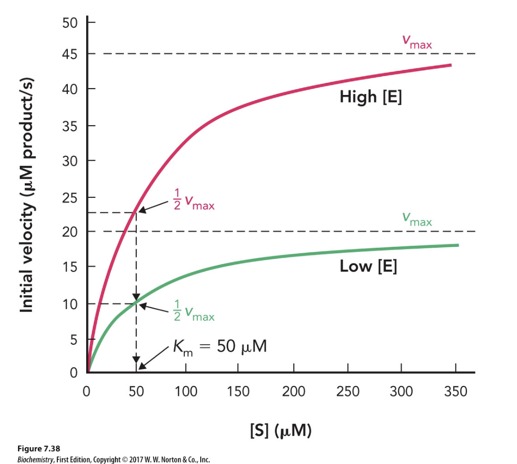 <p>False, enzyme concentration does not effect Km</p>