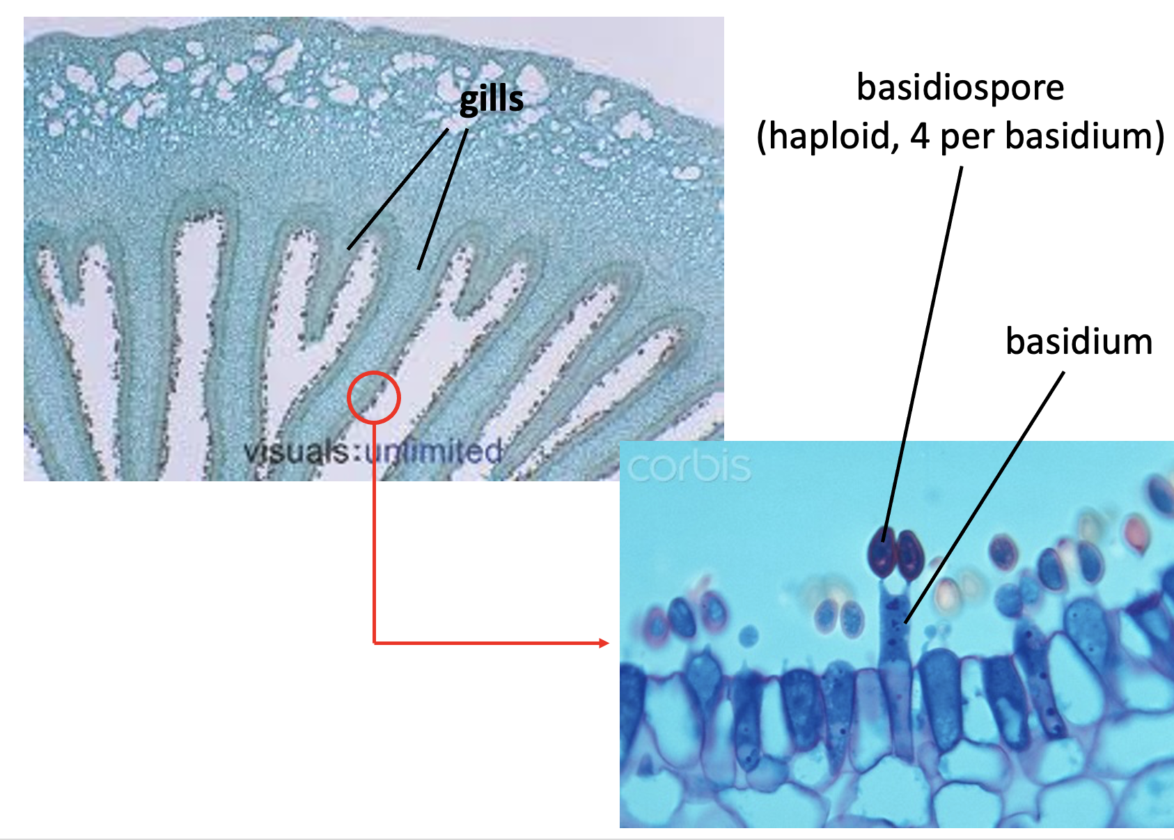 <p>A type of basidiomycota </p><p>The farther picture is a cross section of <strong>basidiocarp</strong> (fruiting structure)</p><p>The closer picture shows the <strong>basidium</strong> which each hold <strong>4 haploid basidiospores </strong></p>