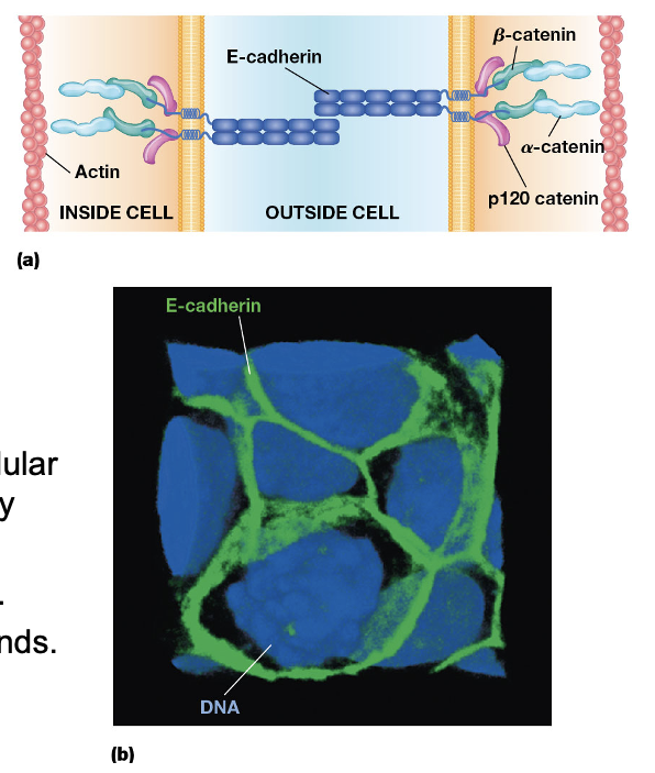 <ul><li><p><strong>Adherens junctions:</strong> are<u> cadherin-mediated junctions that interact with actin</u></p></li></ul><p>Cadherins are characterized by:</p><ul><li><p><strong>“repeats” in their extracellular domain </strong>that are structurally similar</p></li><li><p>a <strong>transmembrane domain</strong></p></li><li><p>widely varying <strong>cytosolic ends</strong></p></li></ul><p></p>