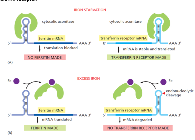 <p>The addition of iron to cells decreases the stability of the mRNA that encodes the receptor protein that binds the iron-transporting protein transferrin, causing less of this receptor to be made. This effect is mediated by the iron-sensitive RNA-binding protein aconitase. Aconitase can bind to the 3ʹ UTR of the transferrin receptor mRNA and increase receptor production by blocking endonucleolytic cleavage of the mRNA. On the addition of iron, aconitase is released from the mRNA, exposing the cleavage site and thereby decreasing the stability of the mRNA</p><p>Fig. 17: Uptake of iron by transferrin receptor.</p><p>(A) During iron starvation: The binding of aconitase to the 5ʹ UTR of the ferritin mRNA blocks translation initiation; its binding to the 3ʹ UTR of the transferrin receptor mRNA blocks an endonuclease cleavage site and thereby stabilizes the mRNA.</p><p>(B) Excess iron: In response to an increase in iron concentration in the cytosol, a cell increases its synthesis of ferritin in order to bind the extra iron and decreases its synthesis of transferrin receptors in order to import less iron across the plasma membrane.</p><p>Both responses are mediated by the same iron-responsive regulatory protein, aconitase, which recognizes common features in a stem-loop structure in the mRNAs encoding ferritin and the transferrin receptor.</p><p>Aconitase dissociates from the mRNA when it binds iron. But because the transferrin receptor and ferritin are regulated by different types of mechanisms, their levels respond oppositely to iron concentrations even though they are regulated by the same iron-responsive regulatory protein.</p>