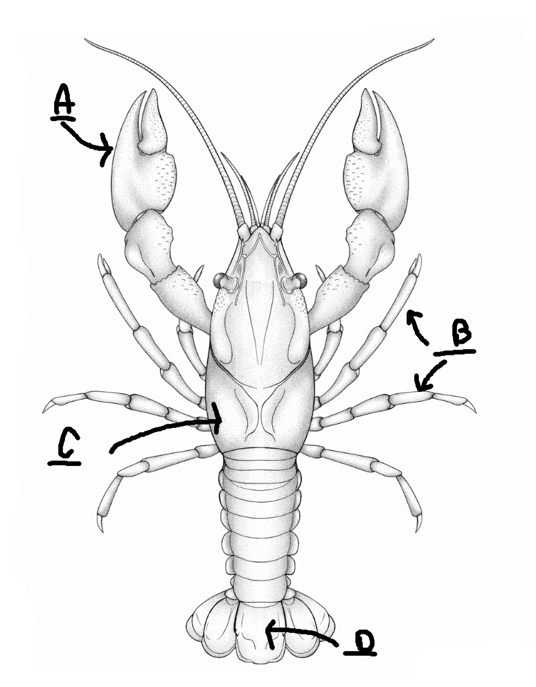 <p>What does letter A show in this photo?</p>