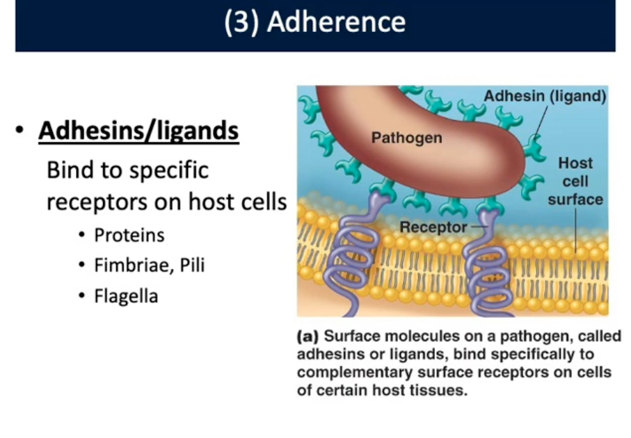 <p>3rd Mechanisms of Pathogenesis</p>