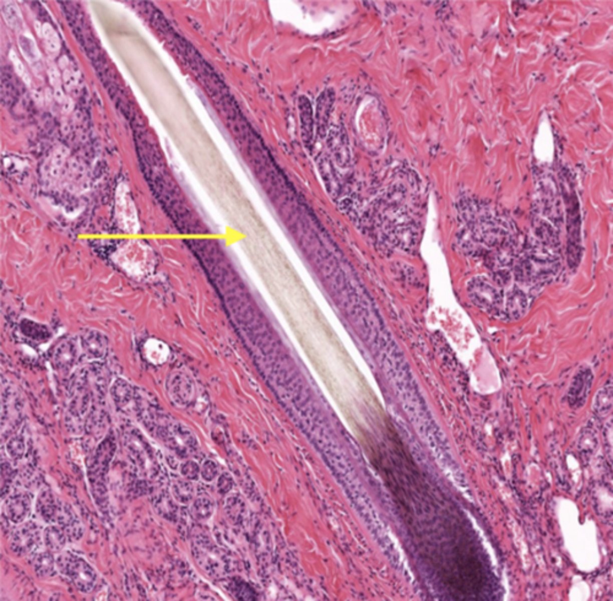 <p>Identify the structure</p>