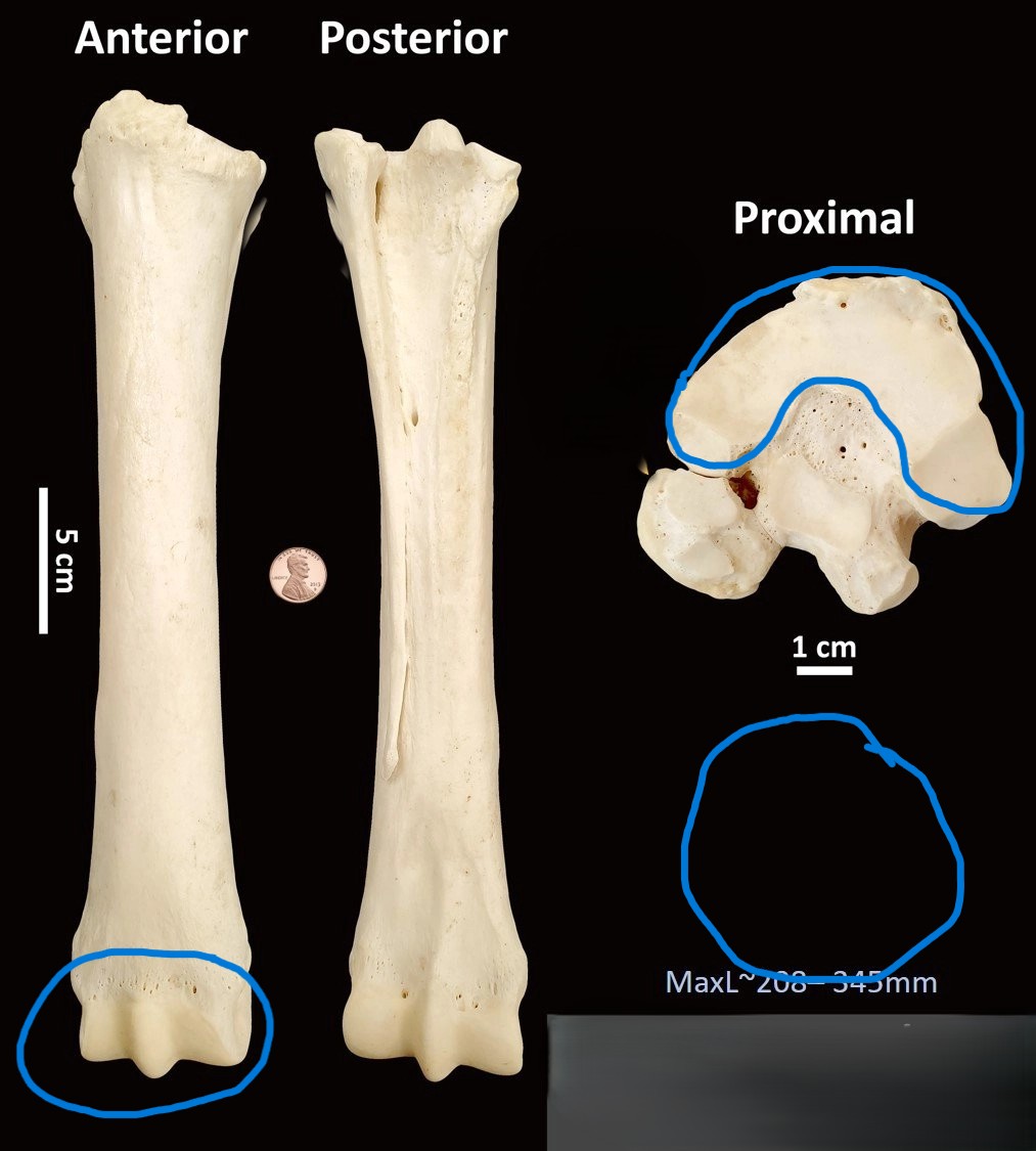 <ul><li><p>single condyle</p></li><li><p>roughly circular</p></li><li><p>U-shaped articulation</p></li></ul><p></p><p>horse metatarsal </p><p></p>