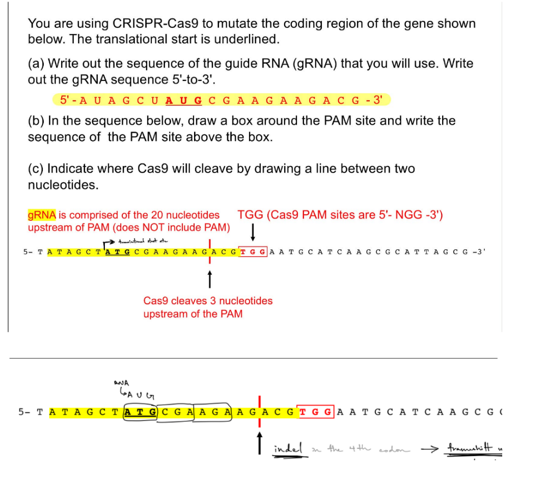 <p>no donor template → use <u>NHEJ</u>, which introduces <u>indels</u> <strong><u>WITHIN the 4th codon</u></strong></p><ul><li><p>is a <u>frameshift mutation</u> shown in the pic</p></li></ul><p>donor template → use <u>HDR</u>, which has <u>no mutations</u> <strong>b/c is a homologous</strong> chromosome</p><div data-type="horizontalRule"><hr></div><p>where the gRNA sequence includes the 20 nucleotides upstream from PAM, not including PAM, but including the 3 nts b/w Cas9 cleave site & PAM</p><p>remember that translation start site is w/ ATG on the target DNA, while TSS (transcriptional start site) is at the promoter</p>