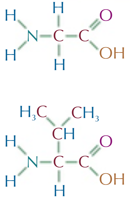 <p>What are the names of these two amino acid molecules? </p>