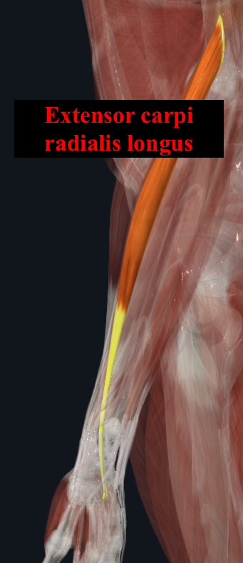 <ul><li><p>Origin:</p><ul><li><p>Lateral supracondylar ridge of humerus </p></li></ul></li><li><p>Insertion:</p><ul><li><p>Base of the 2nd metacarpal </p></li></ul></li><li><p>Innervation:</p><ul><li><p>Radial nerve </p></li></ul></li><li><p>Main action:</p><ul><li><p>Wrist extension </p></li><li><p>Wrist abduction </p></li></ul></li></ul><p></p>