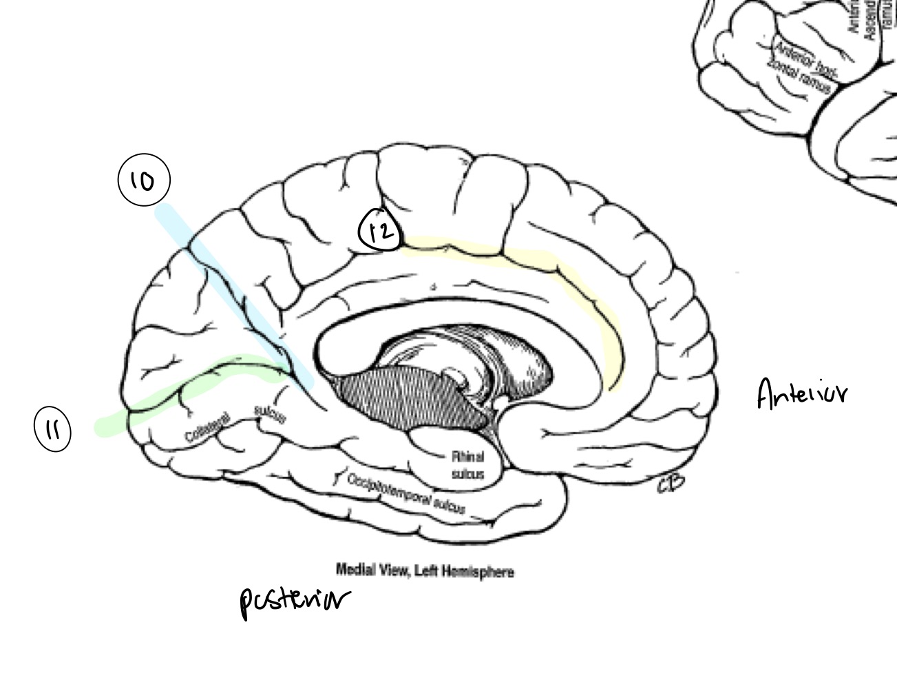 <p>What cerebral fissure/sulcus does #12 represent? </p>