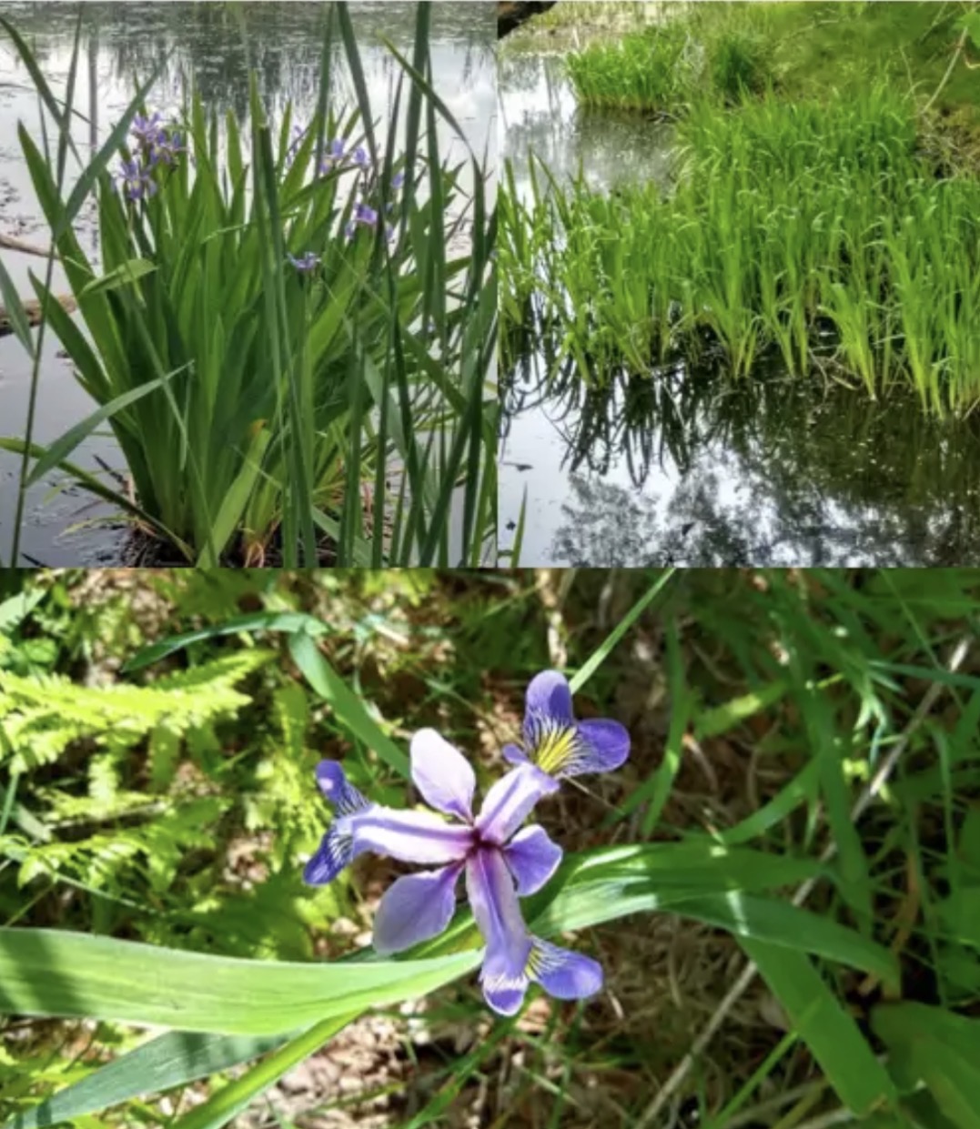 <p><em>Iris versicolor</em></p>
