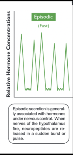 <p>Associated with hormones under nervous control</p><ul><li><p>when nerves in hypothalamus fire, neuropeptides are released in a sudden burst/pulse</p></li><li><p>“fast”</p></li><li><p>pulsatile secretion</p></li></ul><p></p>