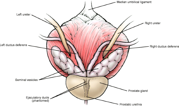 <p>ureter relation is under vas deferens</p>
