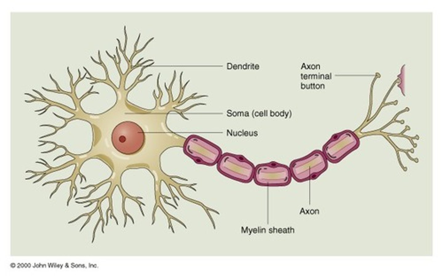 <p>Cell that transmits signals</p>
