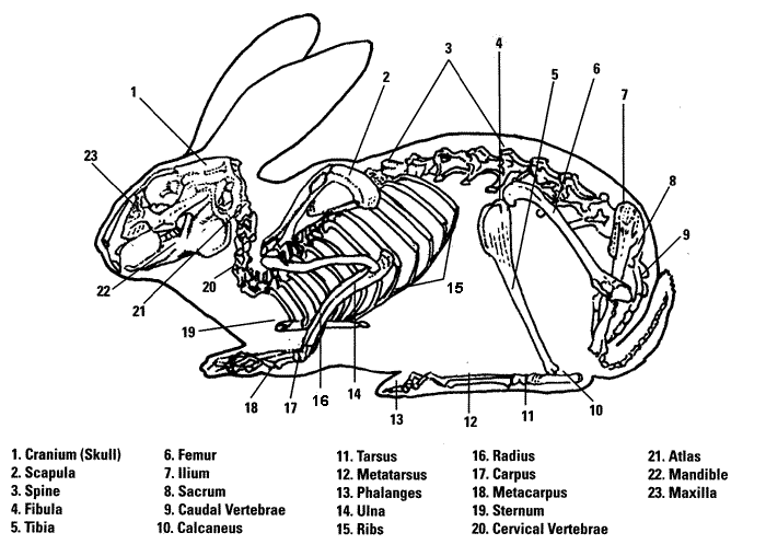 <p>Rabbit axial skeleton </p>