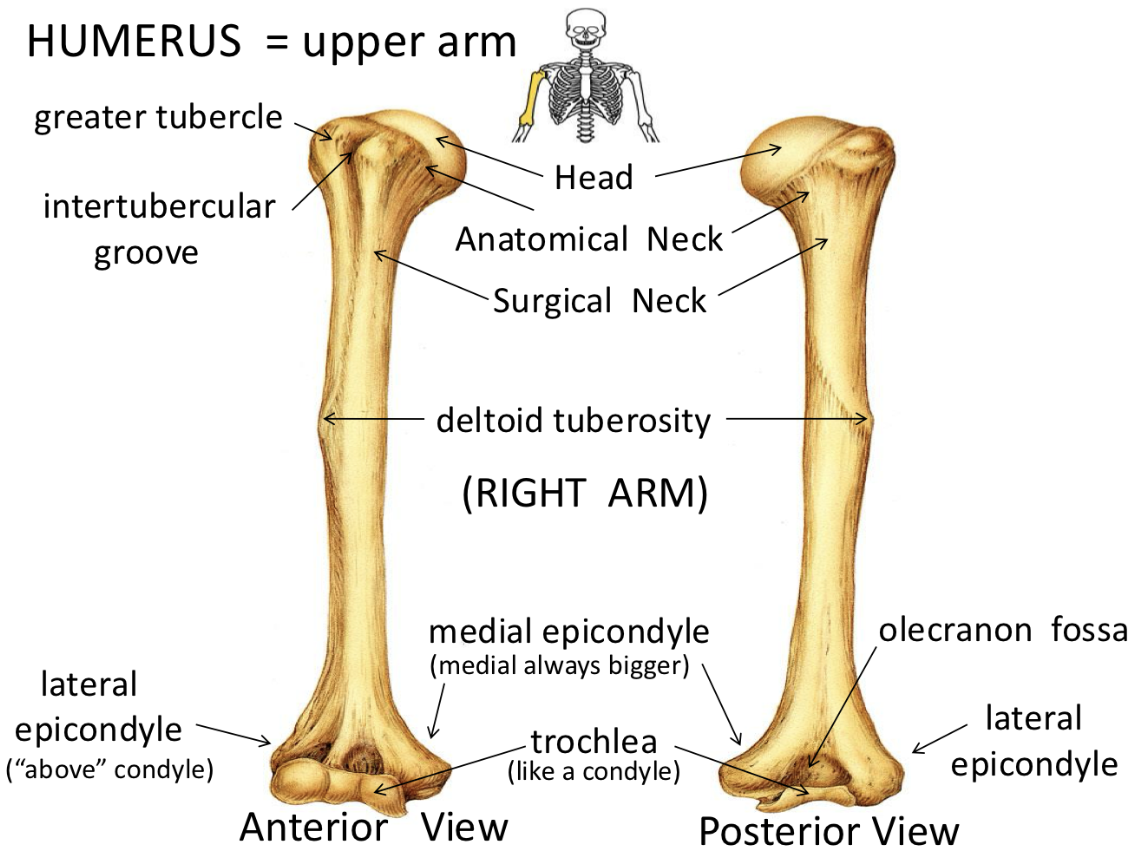 <p>Humerus <strong>The Arm </strong></p>